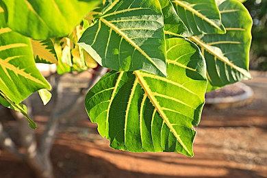 《蓝色反射：帝》Steam版发售 售349元支持中文